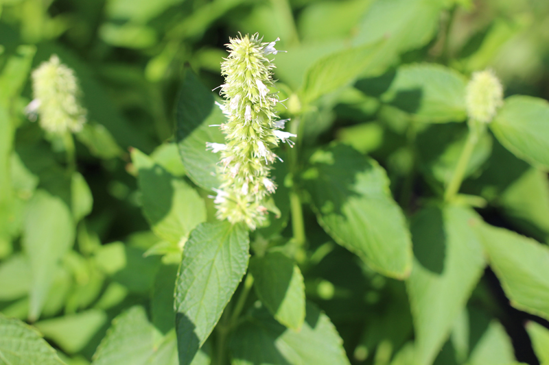 Purple Giant Hyssop White Selection Picture