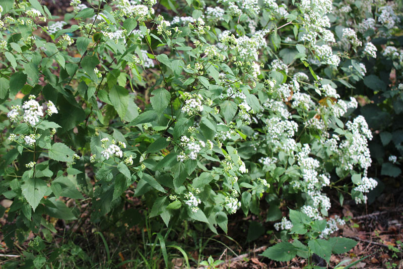 White Snakeroot Picture