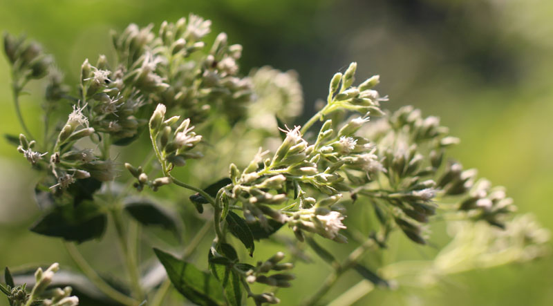 Lesser Snakeroot Picture