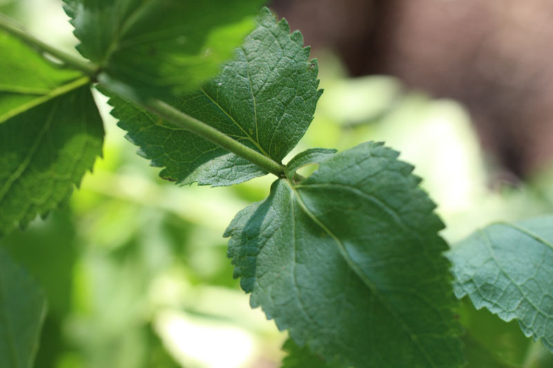 Lesser Snakeroot Picture