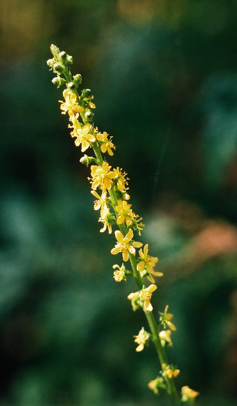 Many-flowered Agrimony Picture