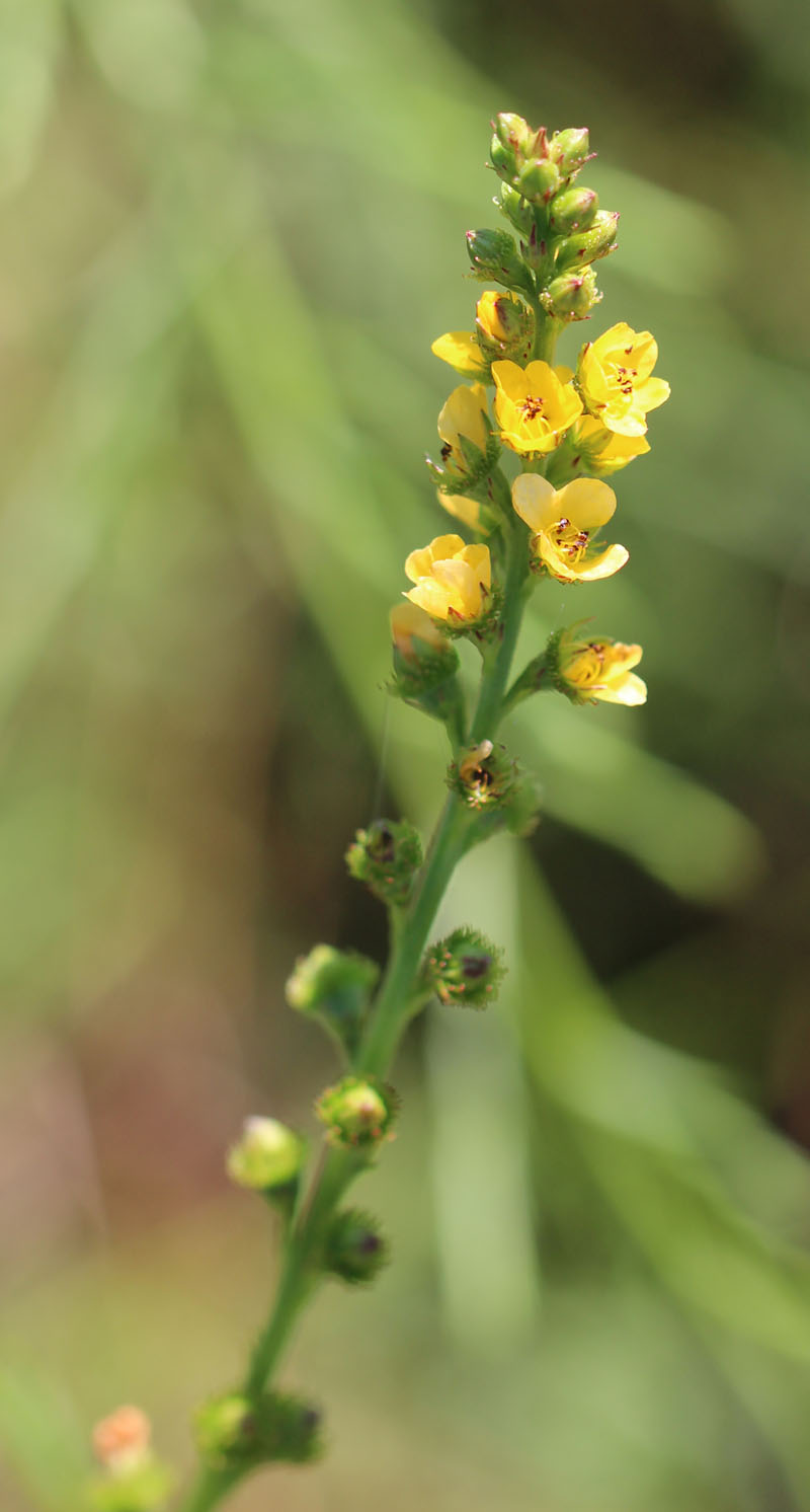 Woodland Agrimony Picture