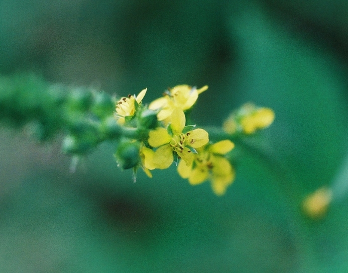 Woodland Agrimony Picture