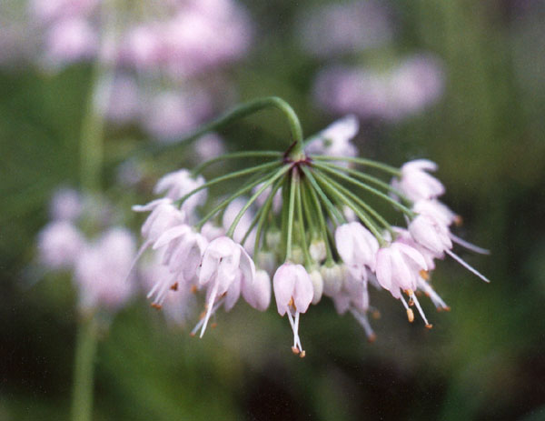 Nodding Onion Picture