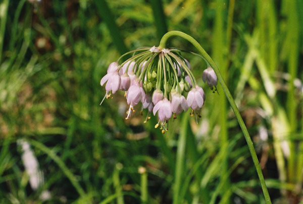 Nodding Onion Picture