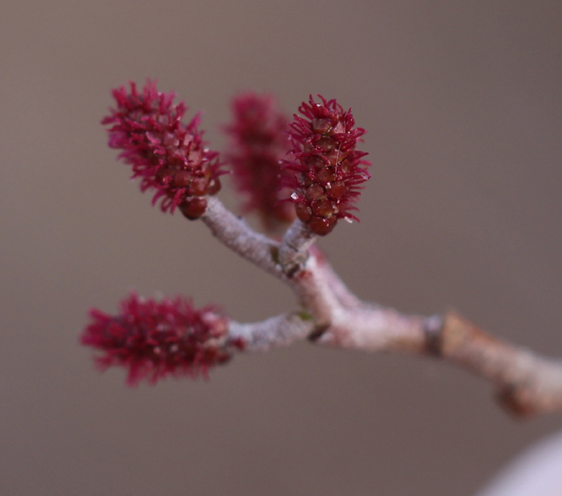 Hazel Alder Picture