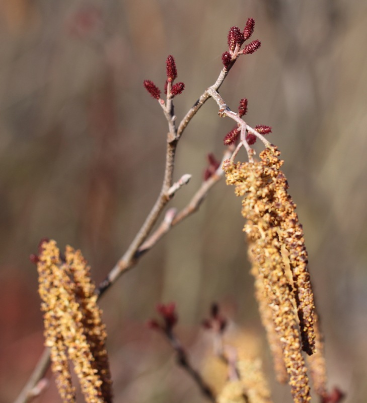 Hazel Alder Picture