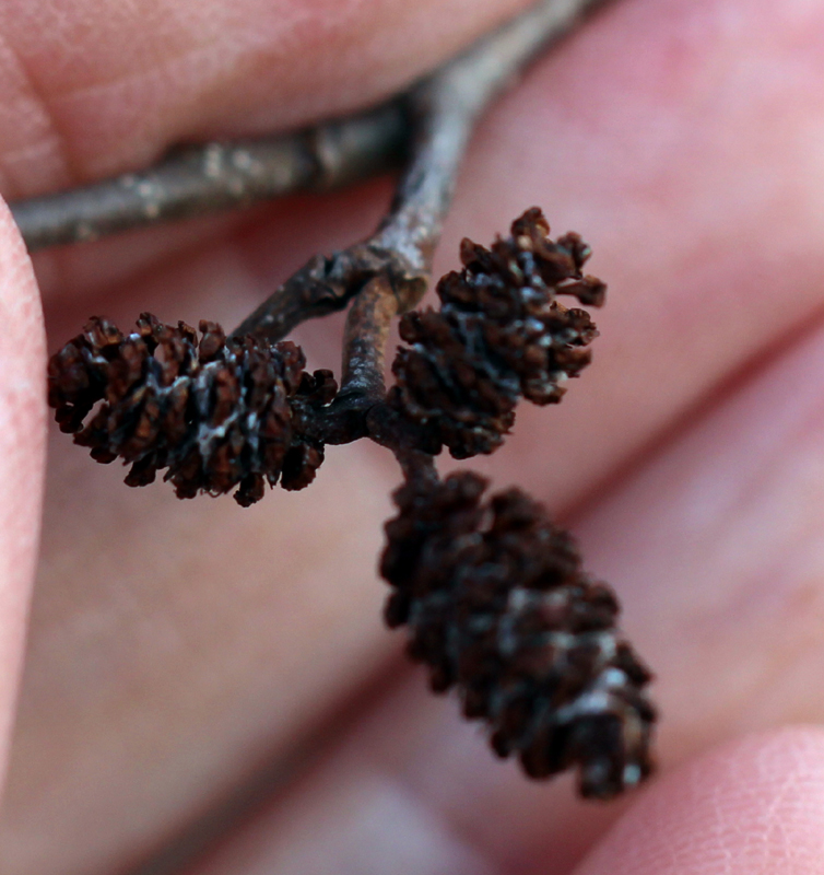 Hazel Alder Picture