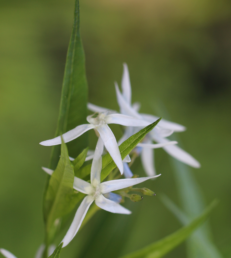 Arkansas Amsonia Picture