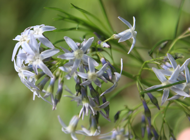 Arkansas Amsonia Picture