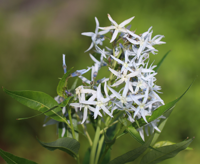 Ozark Bluestar Picture