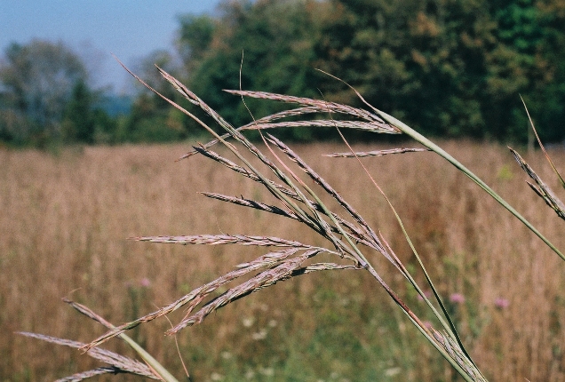 Big Bluestem Grass Picture