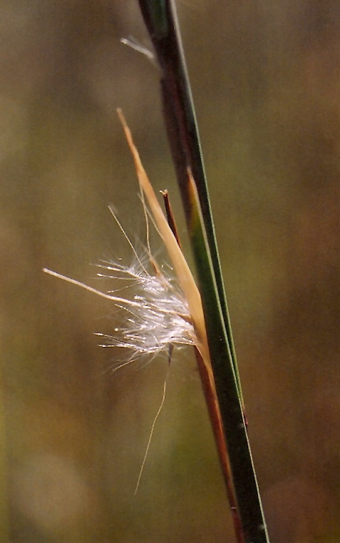 Broomsedge Bluestem Picture