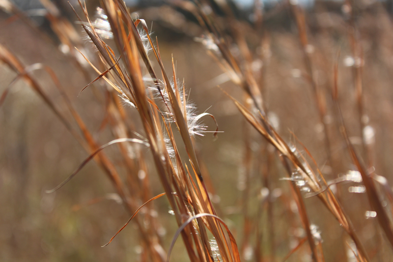 Broomsedge Bluestem Picture