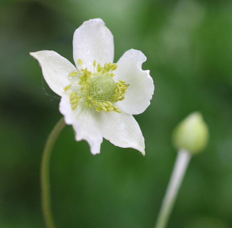 Tall Anemone Picture