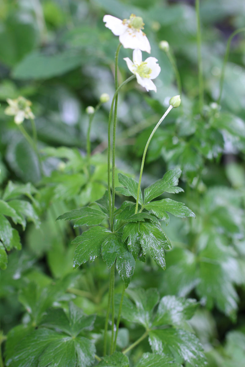 Tall Anemone Picture