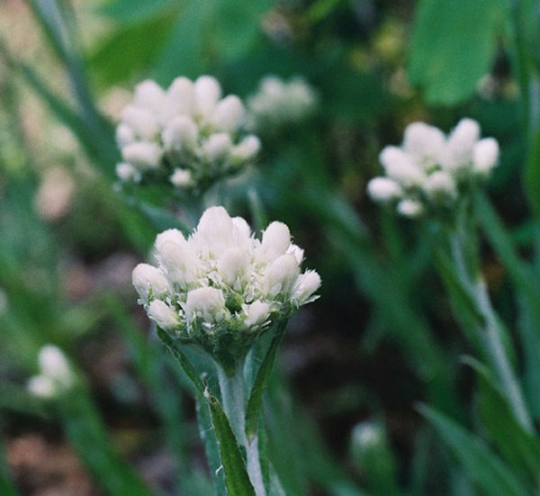 Plantain-Leaved Pussytoes Picture