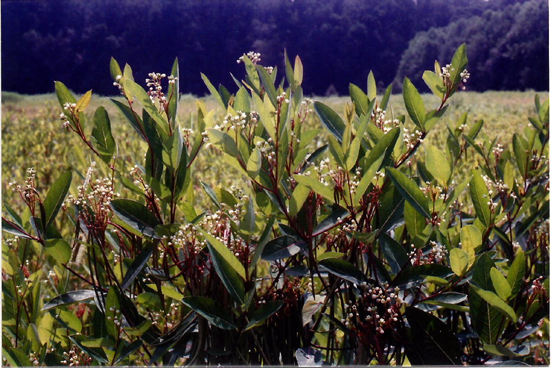 Common Dogbane Picture