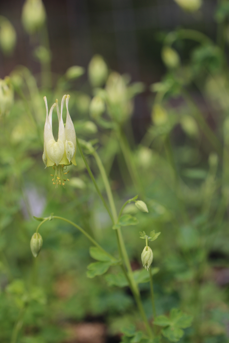 Golden Eastern Columbine Picture