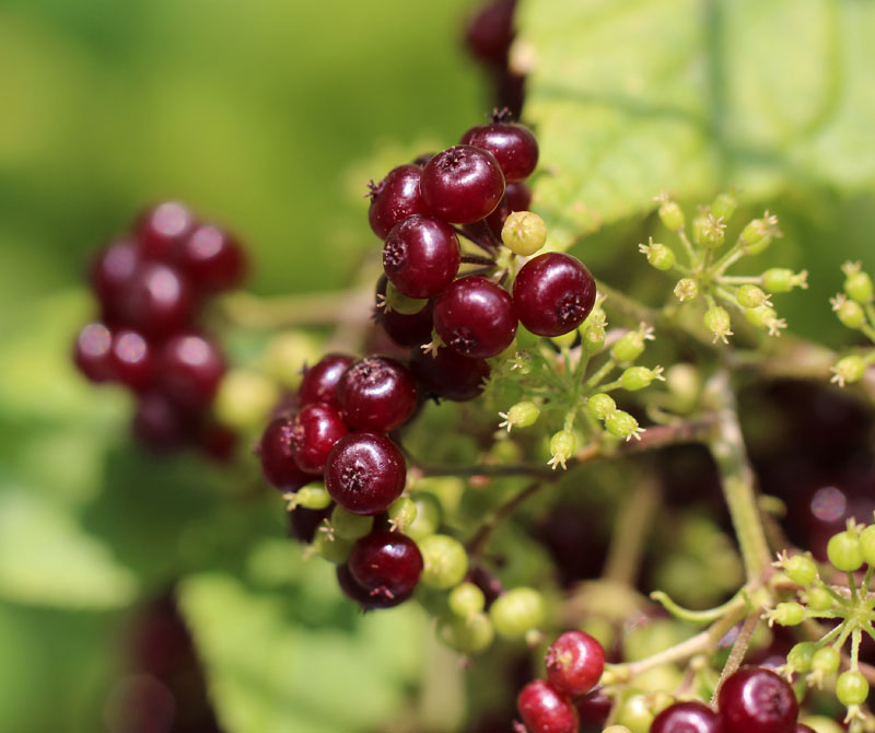 American Spikenard Picture