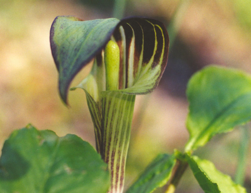 Jack-in-the-pulpit Picture