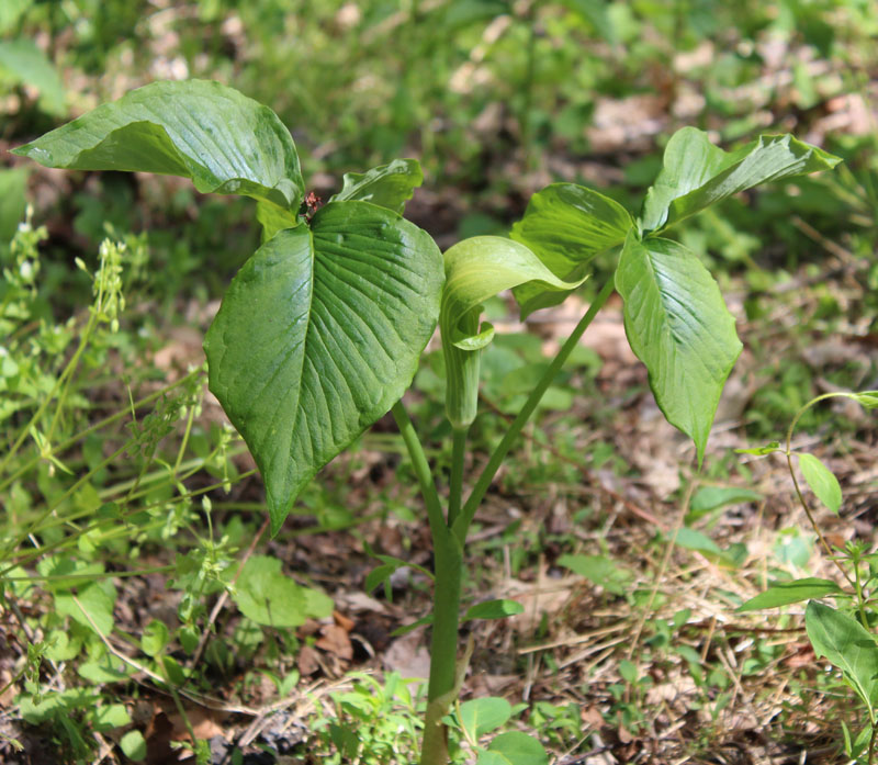 Jack-in-the-pulpit Picture