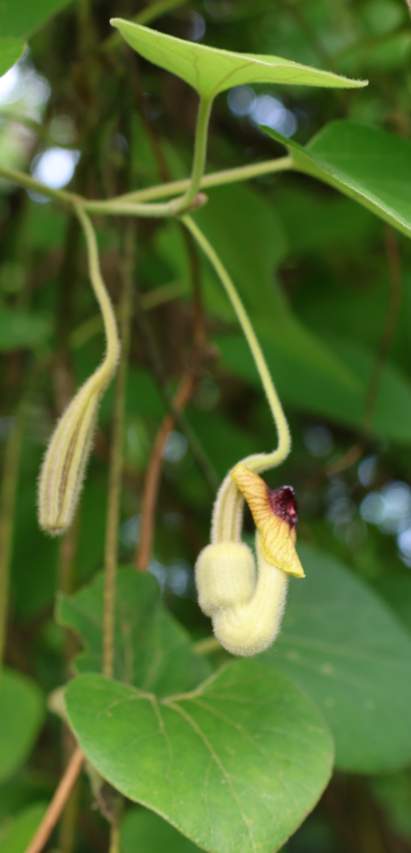 Woolly Dutchman's Pipe Picture