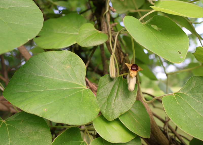 Woolly Dutchman's Pipe Picture