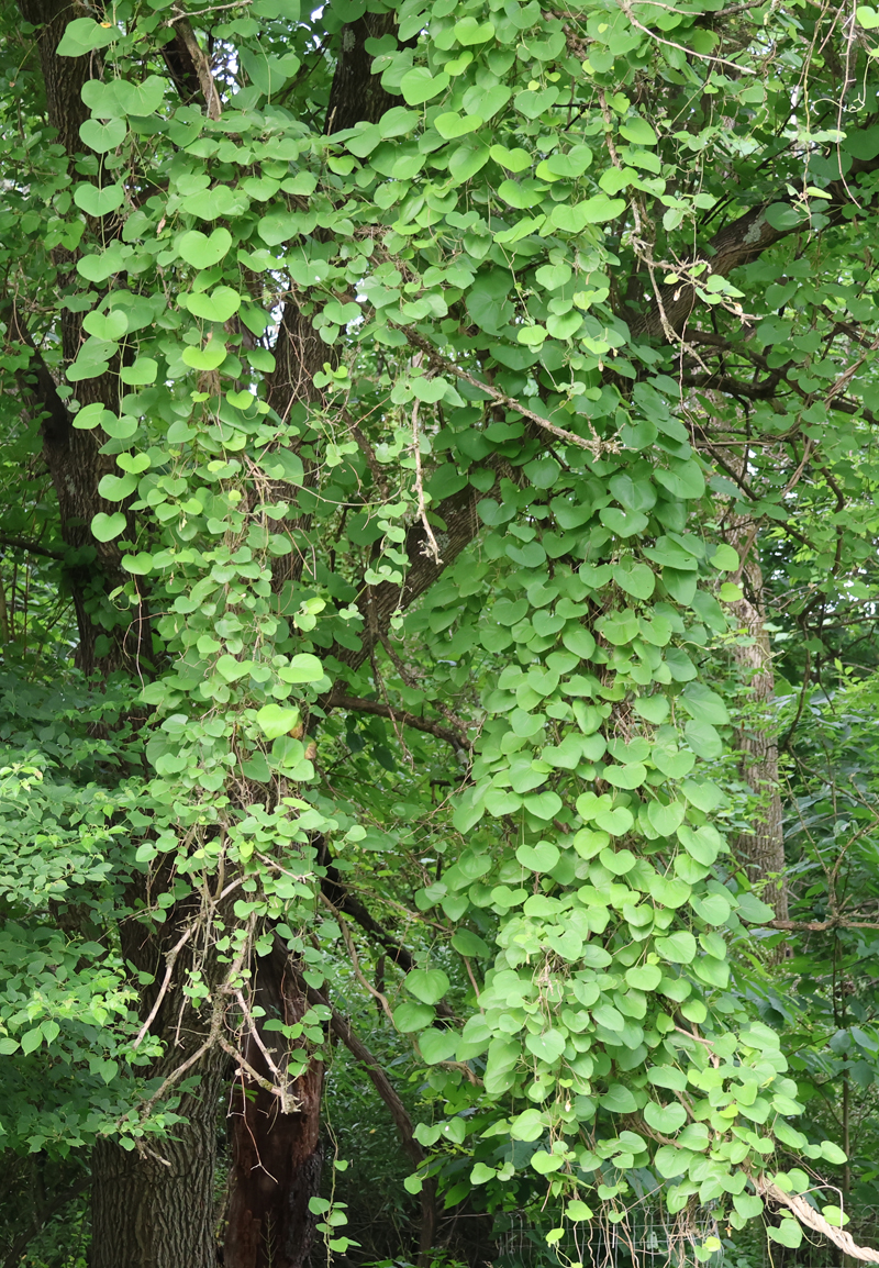 Woolly Dutchman's Pipe  Picture