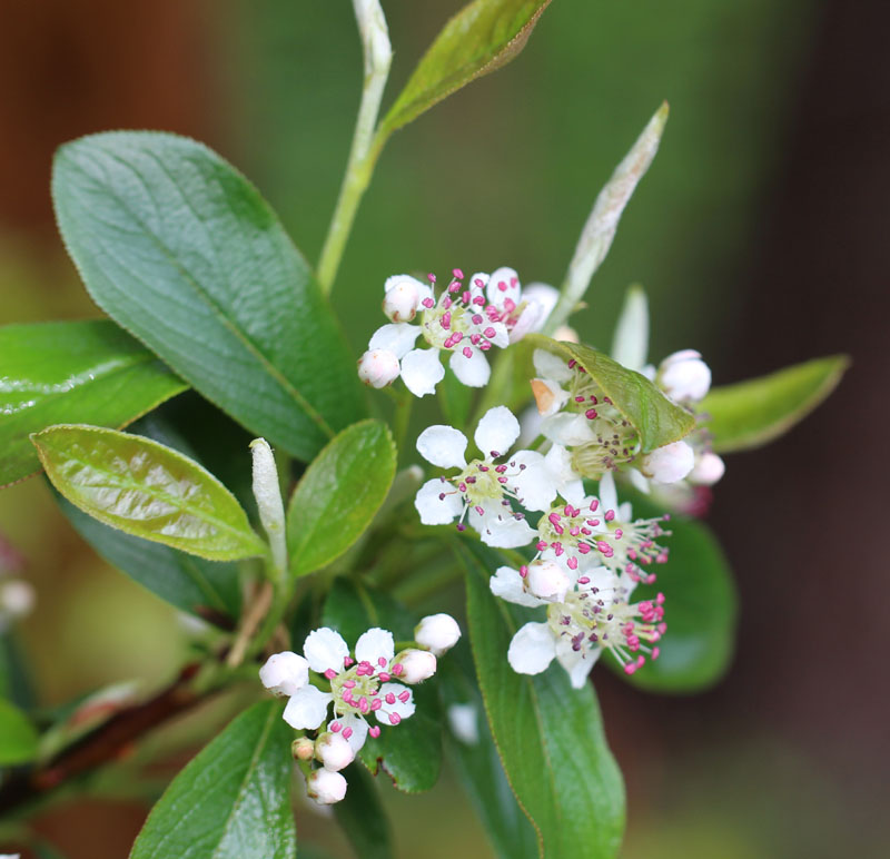 Red Chokeberry Picture