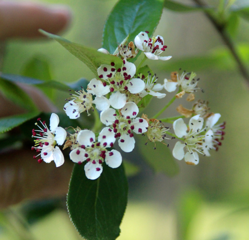 Black Chokeberry Picture