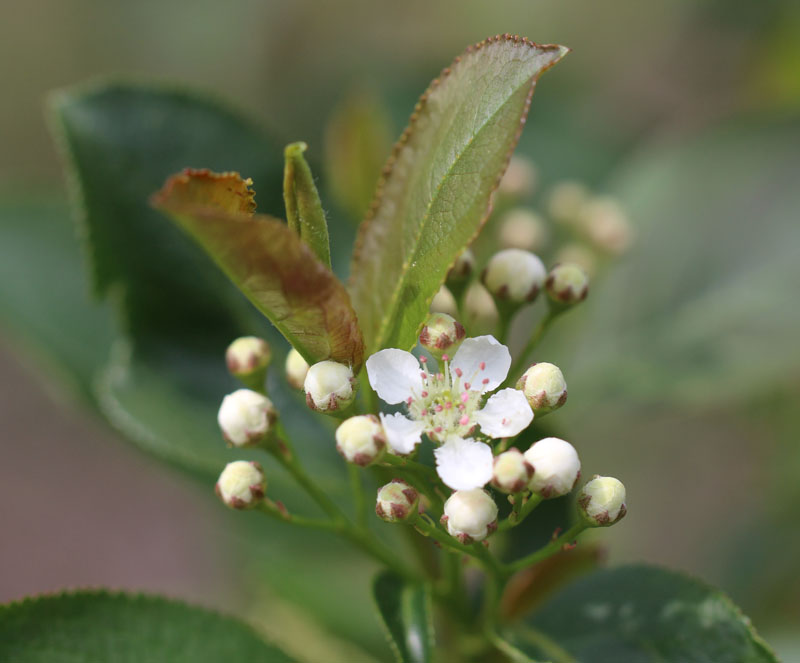 Purple Chokeberry Picture