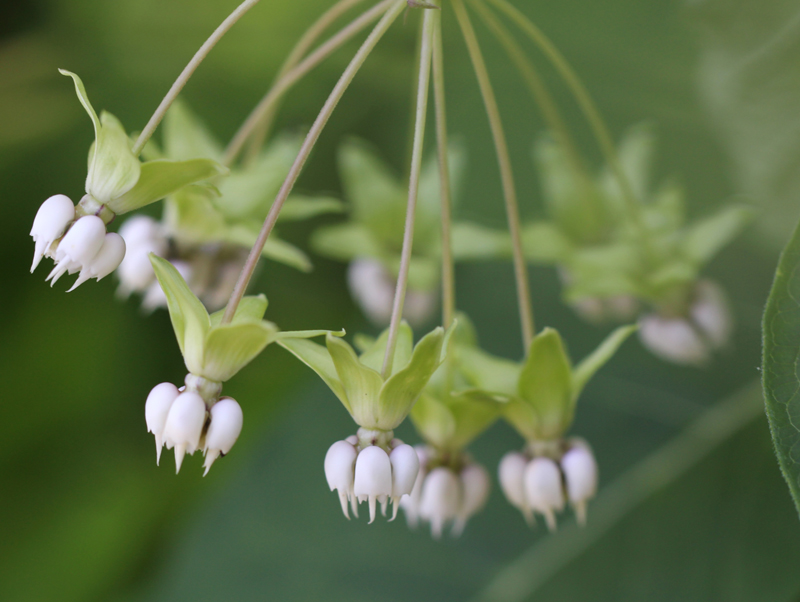 Poke Milkweed Picture