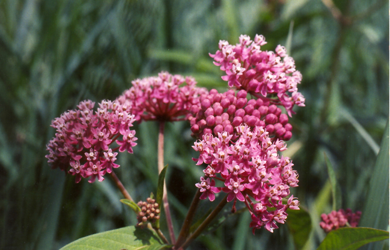 Asclepias incarnata, Swamp Milkweed at Toadshade Wildflower Farm