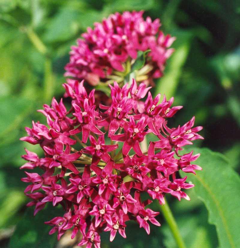 Purple Milkweed Picture