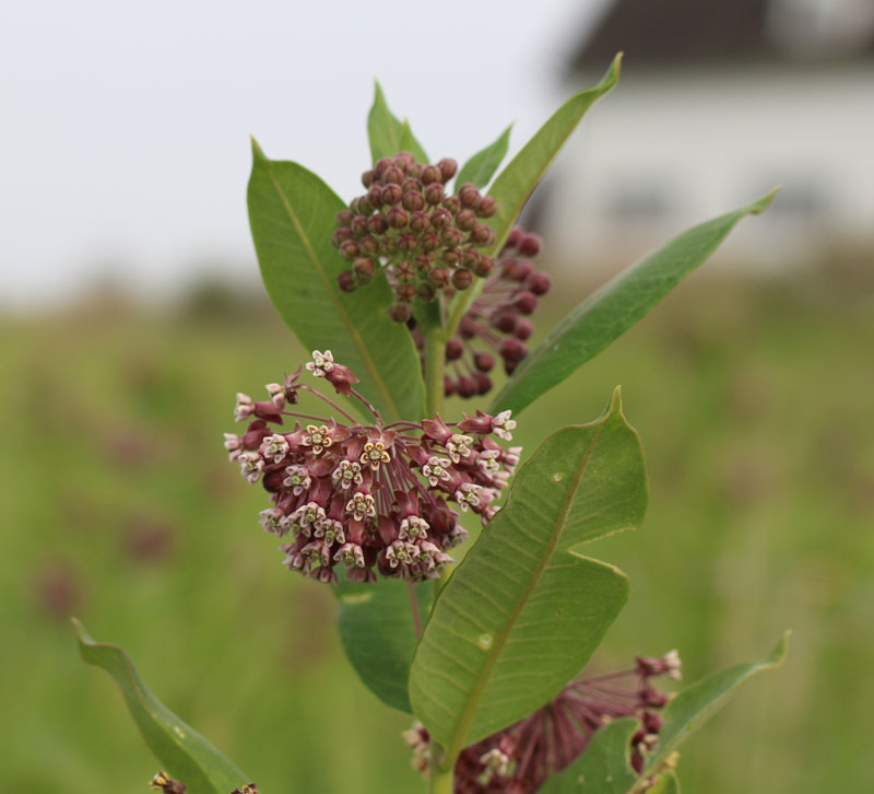 Common Milkweed Picture