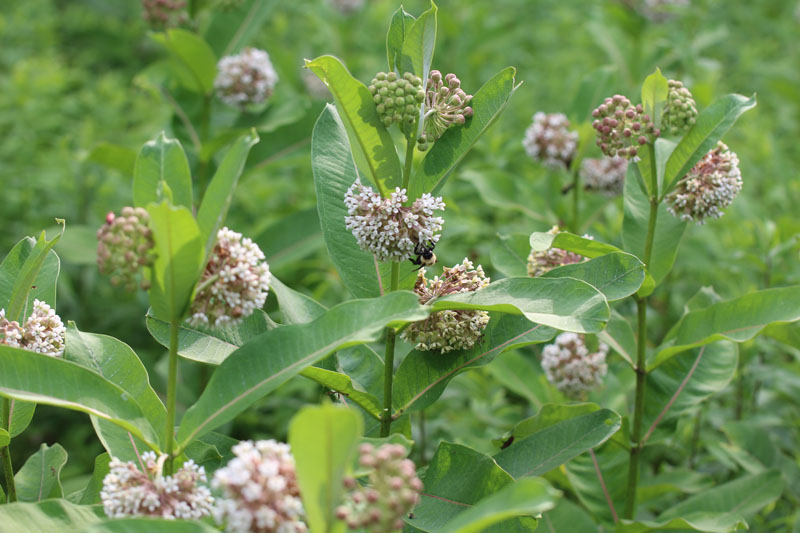 Common Milkweed Picture