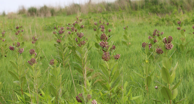 Common Milkweed Picture