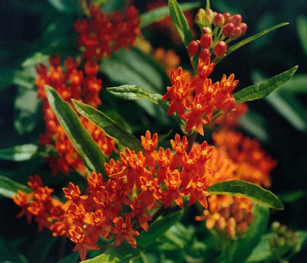 Butterfly Milkweed Picture