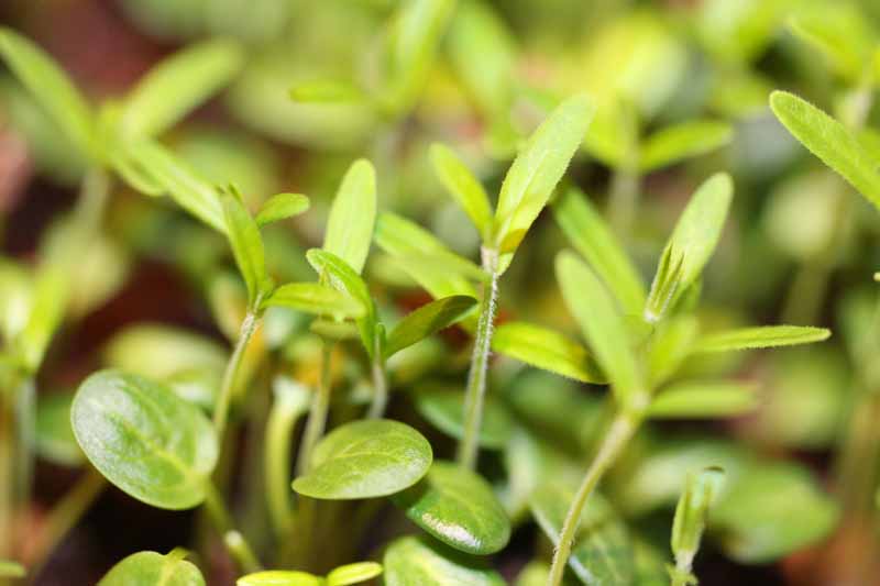 Butterfly Milkweed Seedling Picture