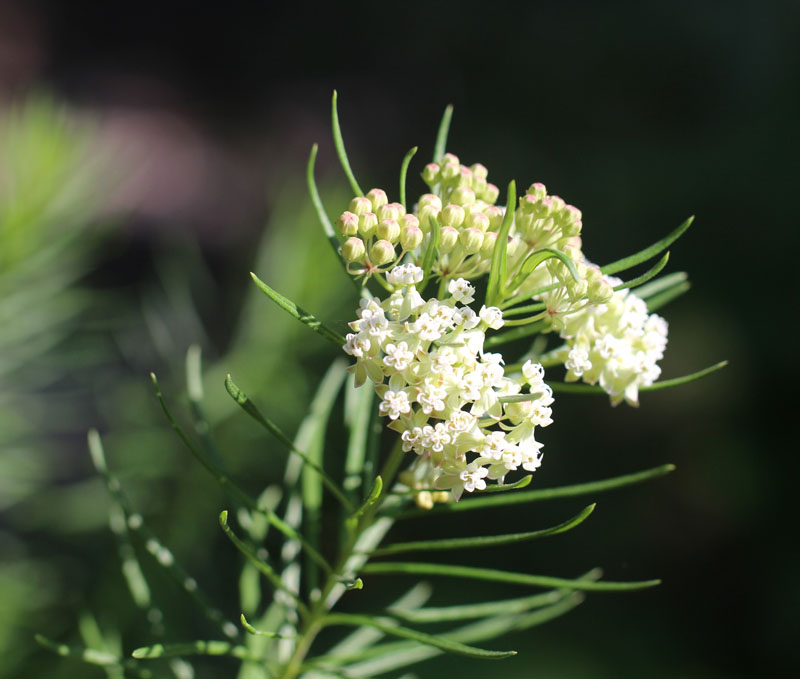 Whorled Milkweed Picture