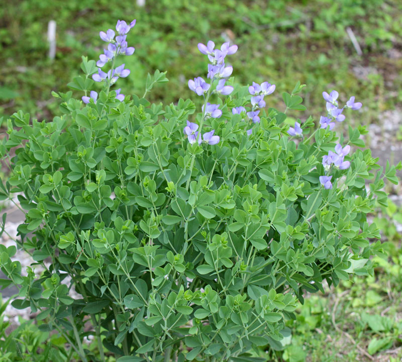 Dwarf Blue False Indigo Picture