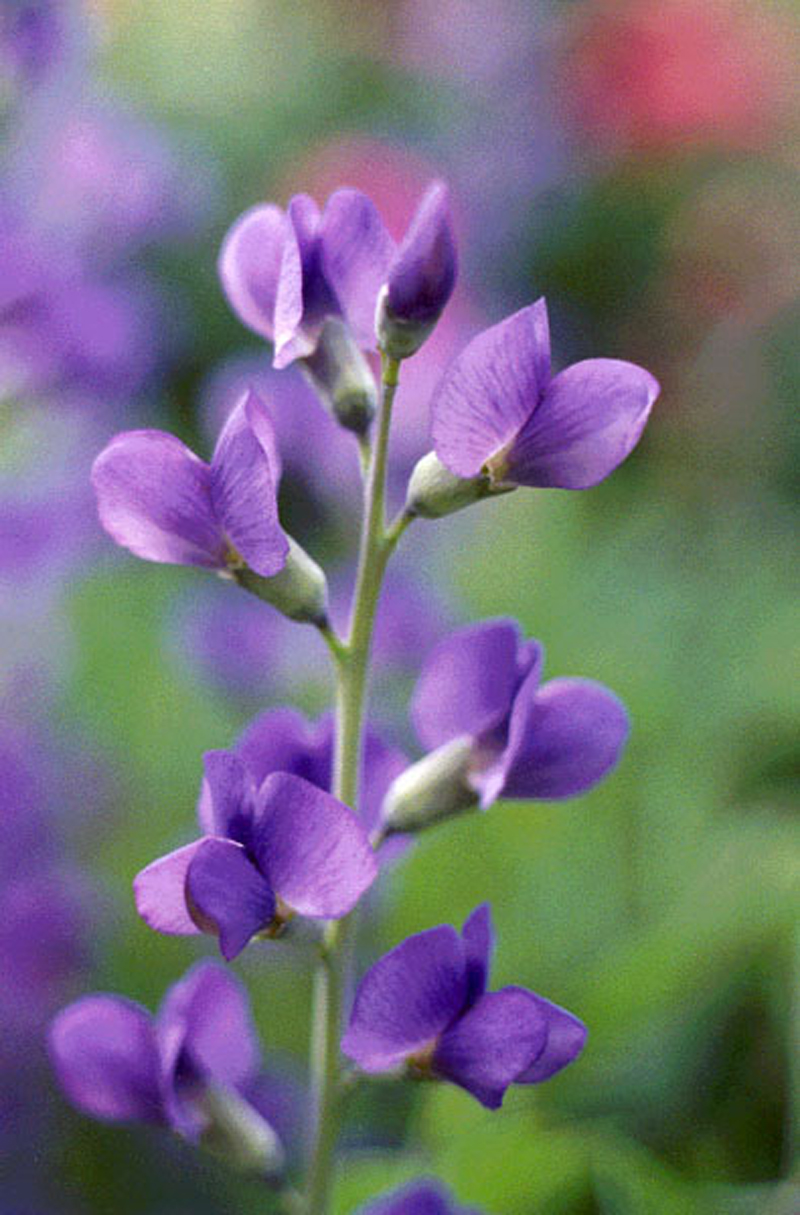 Blue False Indigo Picture