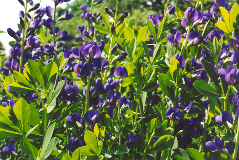 Blue False Indigo Picture