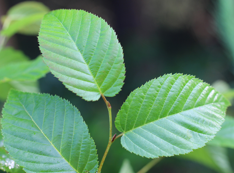 Sweet Birch Picture