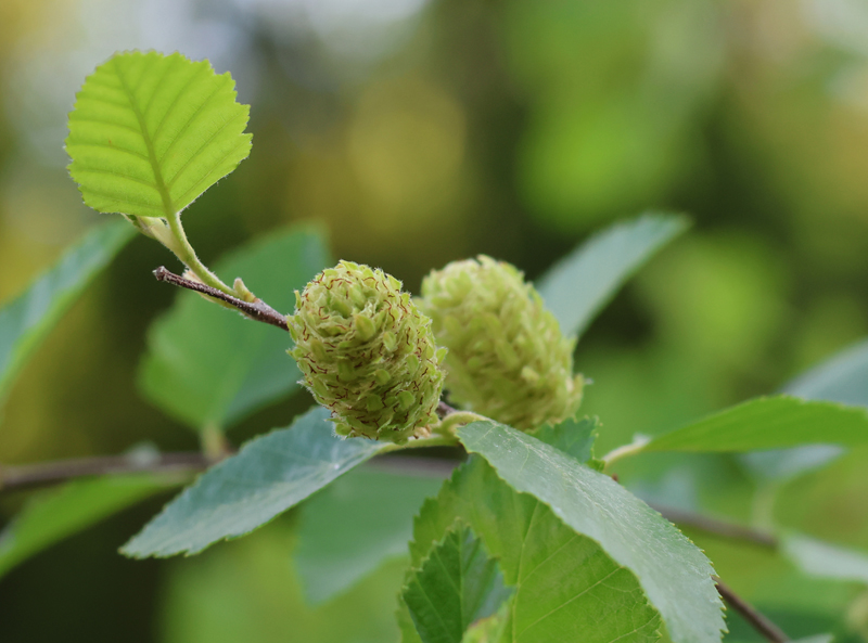 River Birch Picture