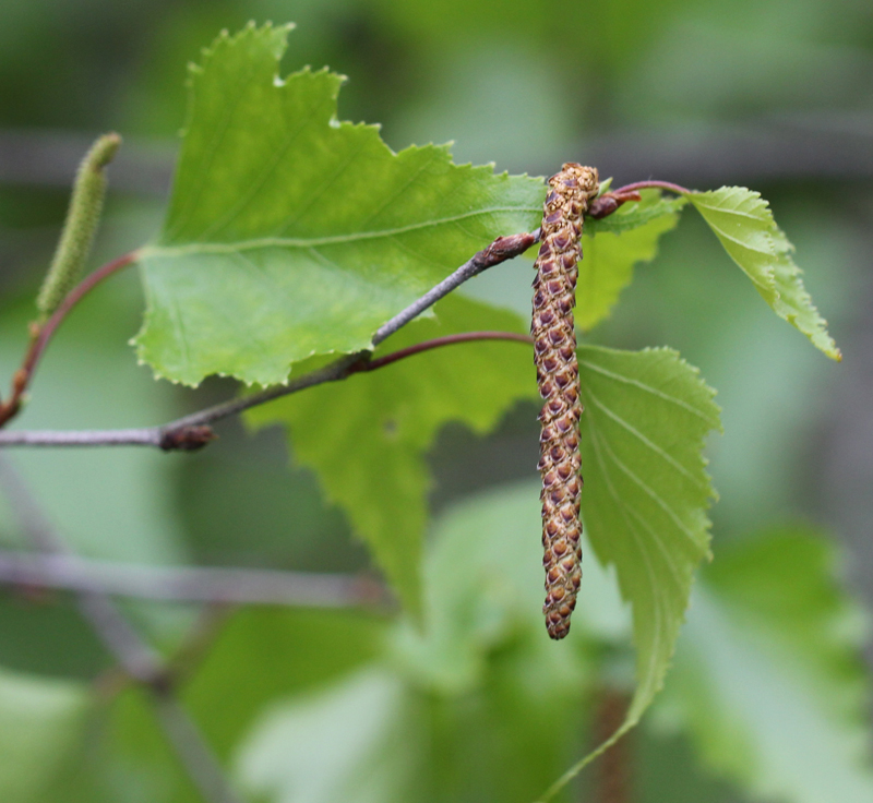 Gray Birch Picture