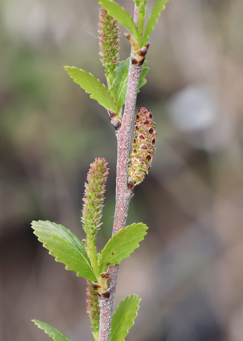 Bog Birch Picture