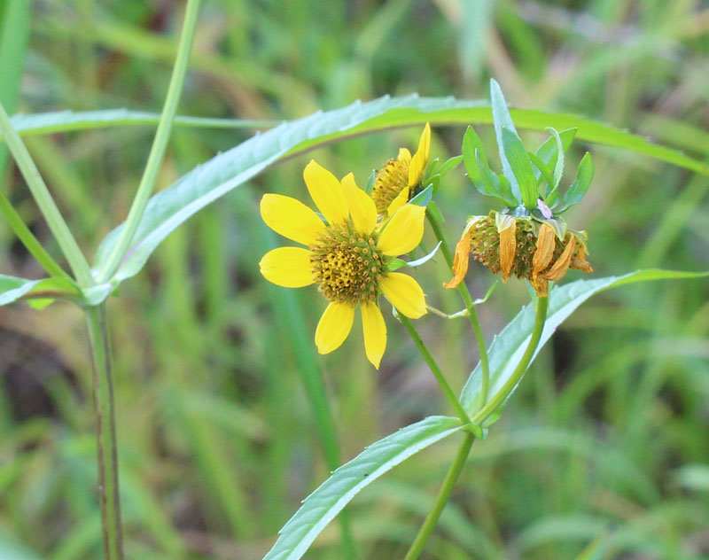 Nodding Bur-Marigold Picture