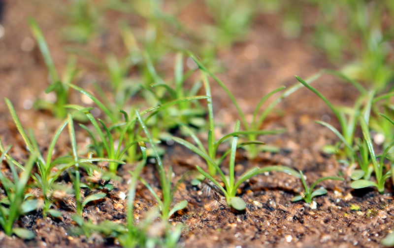 Nuttall's Rayless Goldenrod Seedling